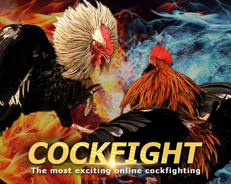 Online Cockfight Betting Malaysia Light in Malaysia at am99my.com