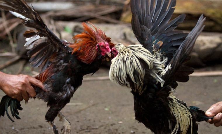 Peleas de gallos , Coljuegos tambien regula