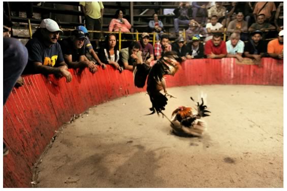 Peleas de Gallos y otras actividades de este estilo entran a ser espectÃ¡culos artÃ­sticos de la cultura colombiana que Coljuegos puede regular
